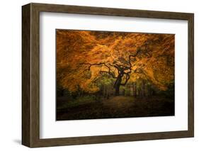 USA, Washington State, Seattle. Japanese maple in Kubota Gardens Park.-Jaynes Gallery-Framed Photographic Print