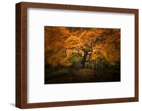 USA, Washington State, Seattle. Japanese maple in Kubota Gardens Park.-Jaynes Gallery-Framed Photographic Print