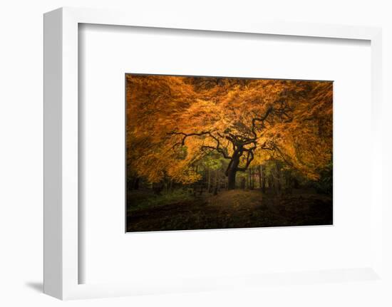 USA, Washington State, Seattle. Japanese maple in Kubota Gardens Park.-Jaynes Gallery-Framed Photographic Print