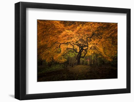 USA, Washington State, Seattle. Japanese maple in Kubota Gardens Park.-Jaynes Gallery-Framed Photographic Print