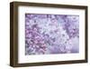 USA, Washington State, Seattle. Kubota Garden, lilac close-up.-Rob Tilley-Framed Photographic Print