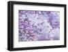 USA, Washington State, Seattle. Kubota Garden, lilac close-up.-Rob Tilley-Framed Photographic Print