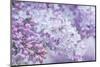 USA, Washington State, Seattle. Kubota Garden, lilac close-up.-Rob Tilley-Mounted Photographic Print