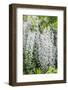 USA, Washington State, Seattle. Kubota Garden, wisteria.-Rob Tilley-Framed Photographic Print