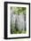 USA, Washington State, Seattle. Kubota Garden, wisteria.-Rob Tilley-Framed Photographic Print
