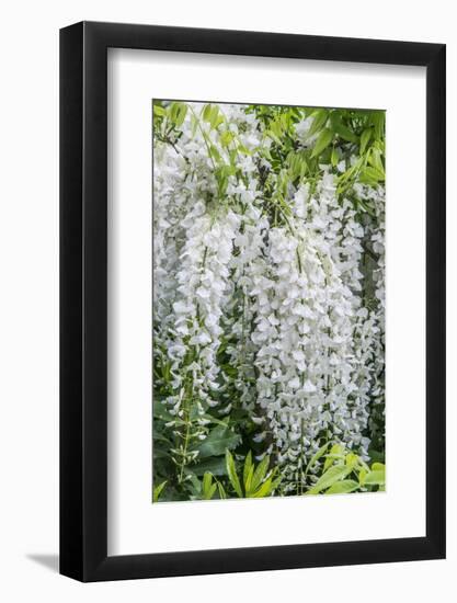 USA, Washington State, Seattle. Kubota Garden, wisteria.-Rob Tilley-Framed Photographic Print