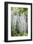 USA, Washington State, Seattle. Kubota Garden, wisteria.-Rob Tilley-Framed Photographic Print