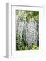 USA, Washington State, Seattle. Kubota Garden, wisteria.-Rob Tilley-Framed Photographic Print