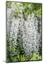 USA, Washington State, Seattle. Kubota Garden, wisteria.-Rob Tilley-Mounted Photographic Print