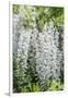 USA, Washington State, Seattle. Kubota Garden, wisteria.-Rob Tilley-Framed Photographic Print