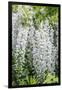 USA, Washington State, Seattle. Kubota Garden, wisteria.-Rob Tilley-Framed Photographic Print