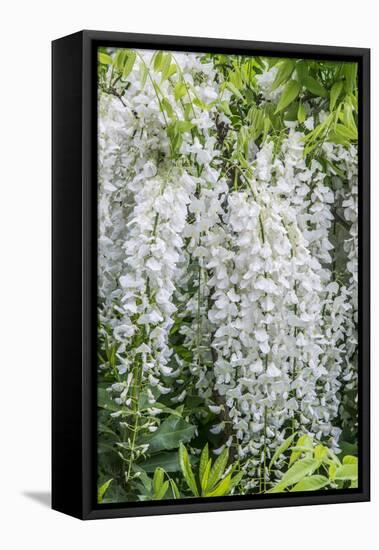USA, Washington State, Seattle. Kubota Garden, wisteria.-Rob Tilley-Framed Stretched Canvas