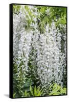 USA, Washington State, Seattle. Kubota Garden, wisteria.-Rob Tilley-Framed Stretched Canvas