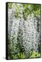 USA, Washington State, Seattle. Kubota Garden, wisteria.-Rob Tilley-Framed Stretched Canvas