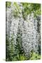 USA, Washington State, Seattle. Kubota Garden, wisteria.-Rob Tilley-Stretched Canvas