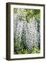 USA, Washington State, Seattle. Kubota Garden, wisteria.-Rob Tilley-Framed Photographic Print