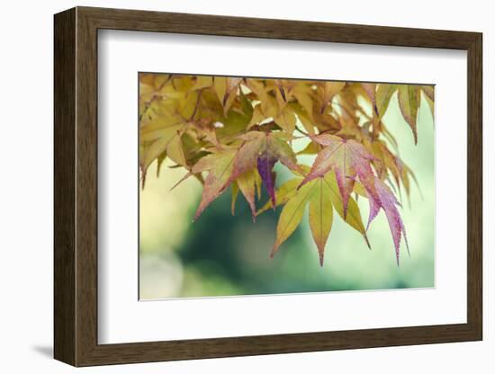 USA, Washington State, Seattle. Kubota Japanese Garden, Autumn Leaves-Rob Tilley-Framed Photographic Print