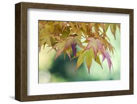 USA, Washington State, Seattle. Kubota Japanese Garden, Autumn Leaves-Rob Tilley-Framed Photographic Print