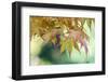 USA, Washington State, Seattle. Kubota Japanese Garden, Autumn Leaves-Rob Tilley-Framed Photographic Print