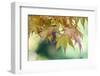 USA, Washington State, Seattle. Kubota Japanese Garden, Autumn Leaves-Rob Tilley-Framed Photographic Print