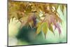 USA, Washington State, Seattle. Kubota Japanese Garden, Autumn Leaves-Rob Tilley-Mounted Photographic Print