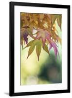 USA, Washington State, Seattle. Kubota Japanese Garden, Autumn Leaves-Rob Tilley-Framed Photographic Print