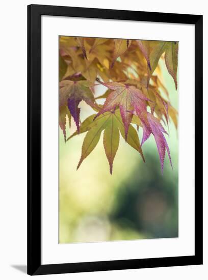 USA, Washington State, Seattle. Kubota Japanese Garden, Autumn Leaves-Rob Tilley-Framed Photographic Print