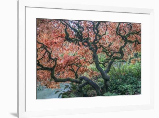 USA, Washington State, Seattle. Kubota Japanese Garden, Reaching for Heaven-Rob Tilley-Framed Photographic Print