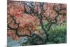 USA, Washington State, Seattle. Kubota Japanese Garden, Reaching for Heaven-Rob Tilley-Mounted Photographic Print