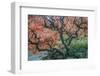 USA, Washington State, Seattle. Kubota Japanese Garden, Reaching for Heaven-Rob Tilley-Framed Photographic Print