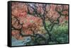 USA, Washington State, Seattle. Kubota Japanese Garden, Reaching for Heaven-Rob Tilley-Framed Stretched Canvas