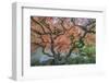 USA, Washington State, Seattle. Kubota Japanese Garden, Reaching for Heaven-Rob Tilley-Framed Photographic Print