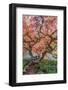 USA, Washington State, Seattle. Kubota Japanese Garden, Reaching for Heaven-Rob Tilley-Framed Photographic Print