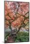 USA, Washington State, Seattle. Kubota Japanese Garden, Reaching for Heaven-Rob Tilley-Mounted Photographic Print