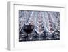 USA, Washington State, Seattle. Red wine in row of glasses.-Richard Duval-Framed Photographic Print