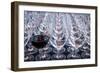 USA, Washington State, Seattle. Red wine in row of glasses.-Richard Duval-Framed Photographic Print