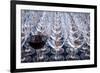 USA, Washington State, Seattle. Red wine in row of glasses.-Richard Duval-Framed Photographic Print