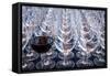 USA, Washington State, Seattle. Red wine in row of glasses.-Richard Duval-Framed Stretched Canvas