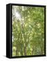 USA, Washington State, Seattle. Sun Shining Through Maple Trees-Don Paulson-Framed Stretched Canvas
