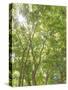 USA, Washington State, Seattle. Sun Shining Through Maple Trees-Don Paulson-Stretched Canvas