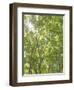 USA, Washington State, Seattle. Sun Shining Through Maple Trees-Don Paulson-Framed Photographic Print