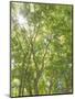 USA, Washington State, Seattle. Sun Shining Through Maple Trees-Don Paulson-Mounted Photographic Print