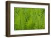 USA, Washington State, Seattle, Washington Park Arboretum, University of Washington Botanic Garden-Charles Gurche-Framed Photographic Print