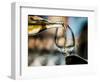 USA, Washington State, Seattle. White wine tasting-Richard Duval-Framed Photographic Print