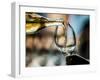 USA, Washington State, Seattle. White wine tasting-Richard Duval-Framed Photographic Print