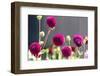 USA, Washington State. Selective focus on colorful button dahlias-Trish Drury-Framed Photographic Print