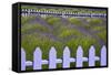 USA, Washington State, Sequim. Field of Lavender with Picket Fence-Jean Carter-Framed Stretched Canvas