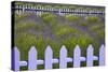 USA, Washington State, Sequim. Field of Lavender with Picket Fence-Jean Carter-Stretched Canvas
