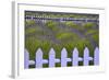 USA, Washington State, Sequim. Field of Lavender with Picket Fence-Jean Carter-Framed Photographic Print