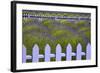 USA, Washington State, Sequim. Field of Lavender with Picket Fence-Jean Carter-Framed Photographic Print